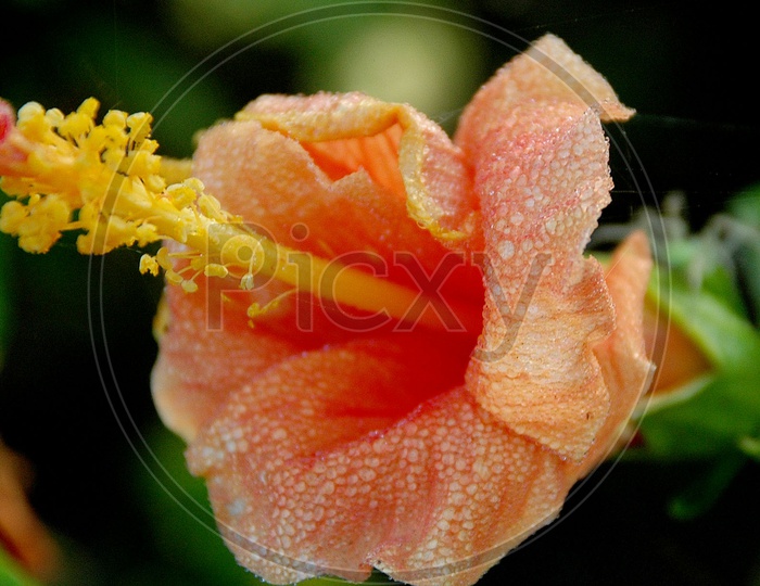 Dew on the Hibiscus flower
