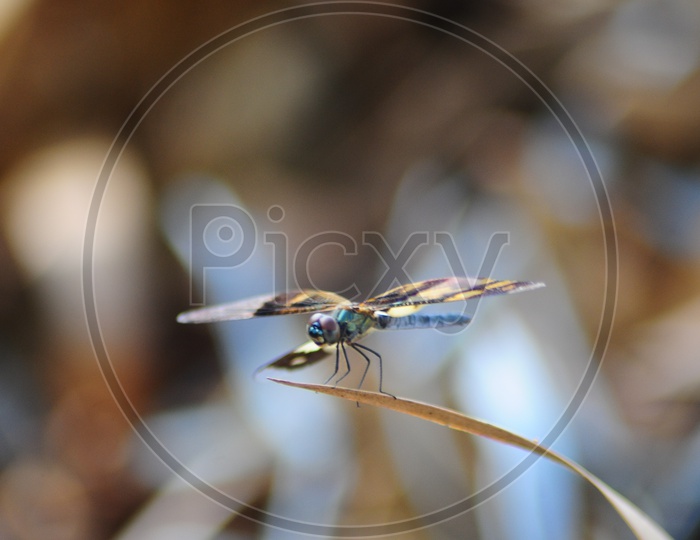 A Dragonfly on the grass