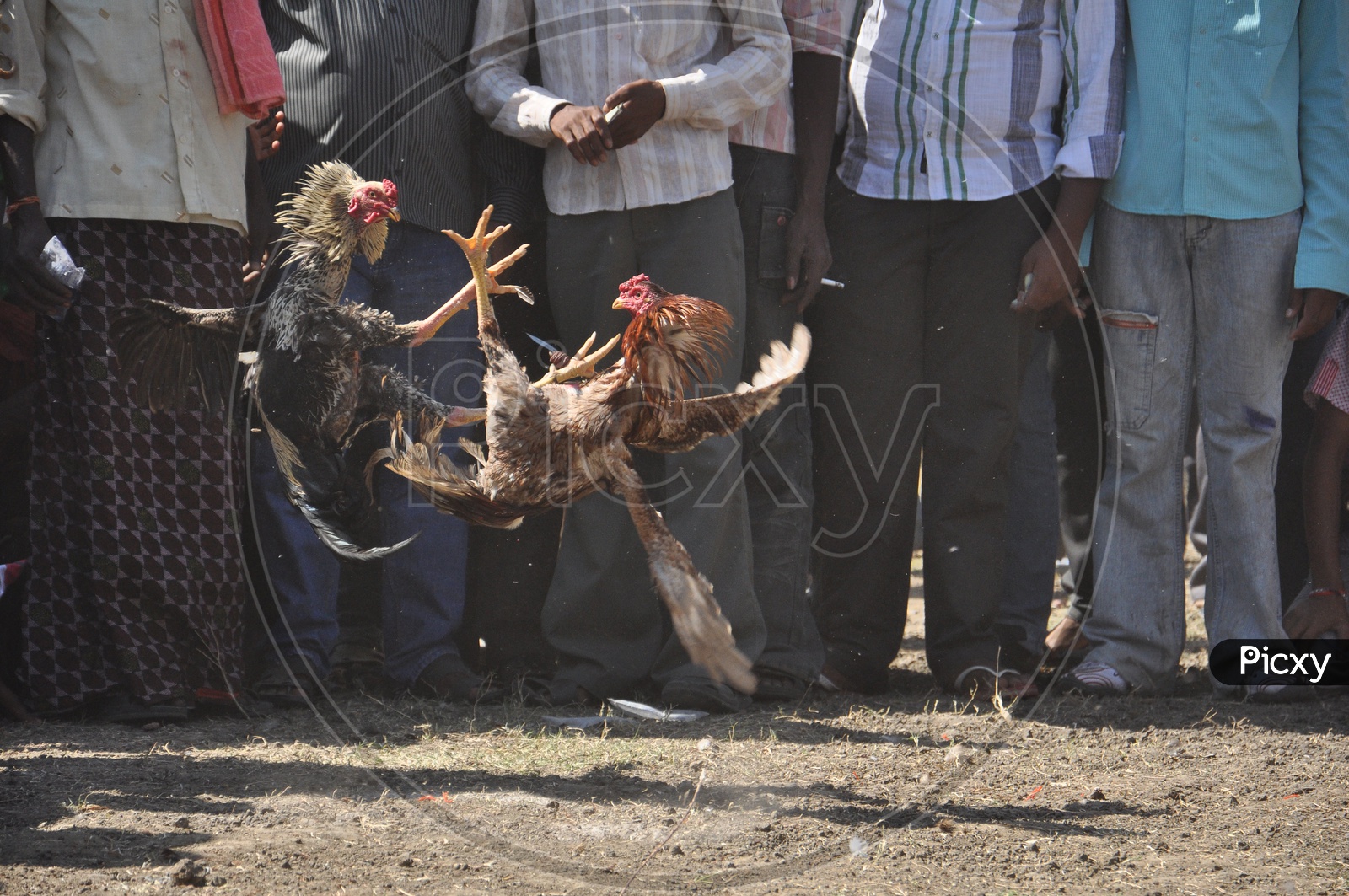 Cock Fight during Pongal Festival