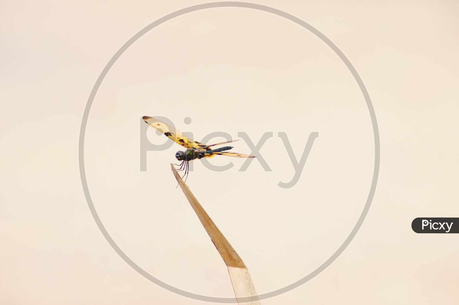 A Colorful Dragonfly on a twig