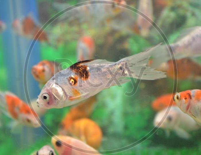 A Fish in the fresh water aquarium