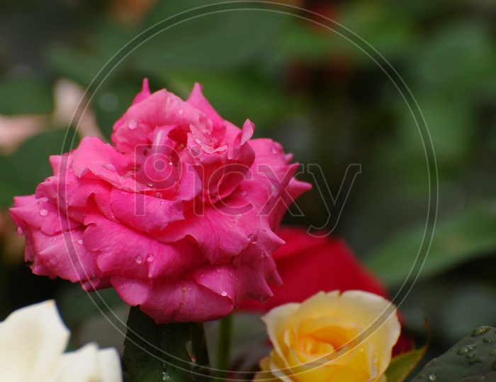 A Blooming Pink Rose