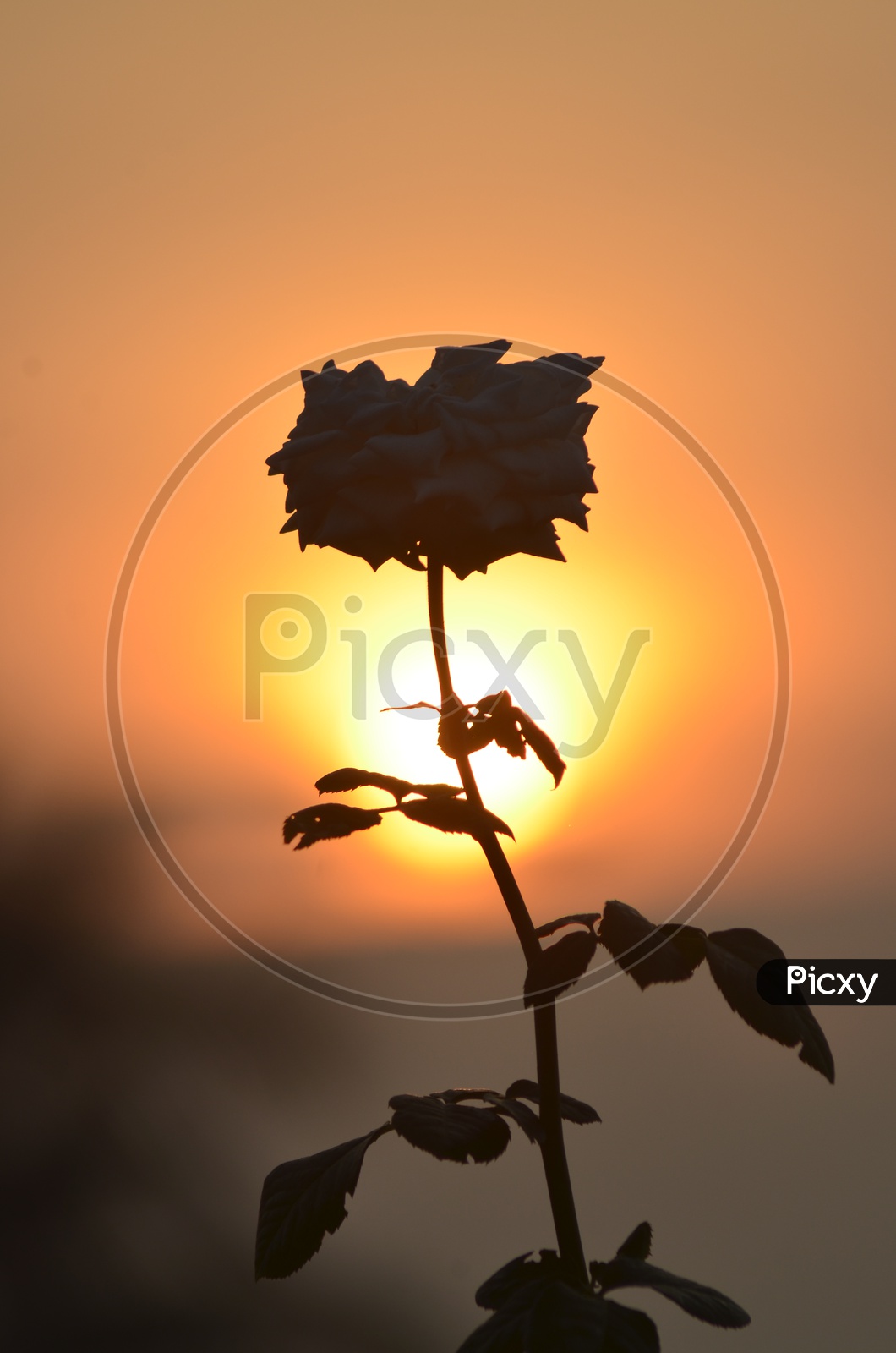 A Rose flower during Sunset