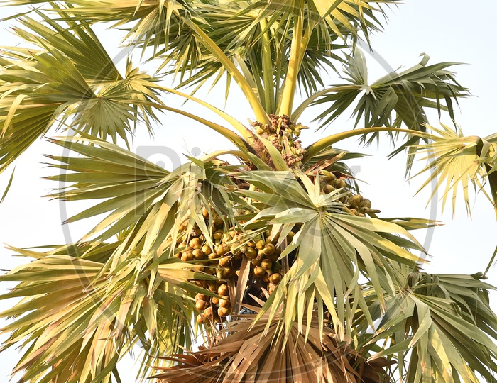 A Palm Tree with fruits