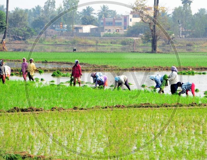 Indian Woman Farmers  Working in  Agricultural Fields or Paddy Fields