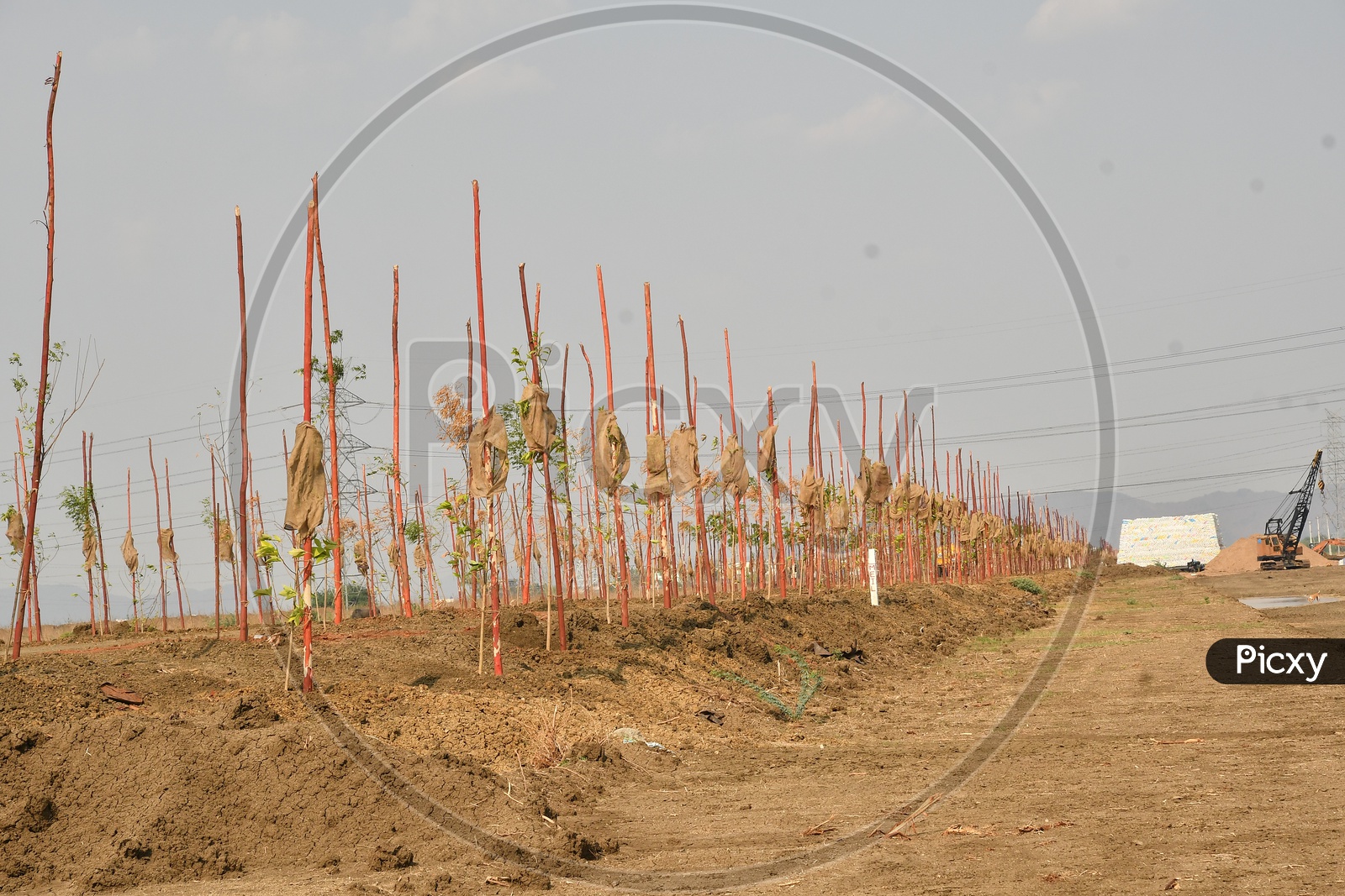 Planting Trees for Greenery along the road, Amaravati