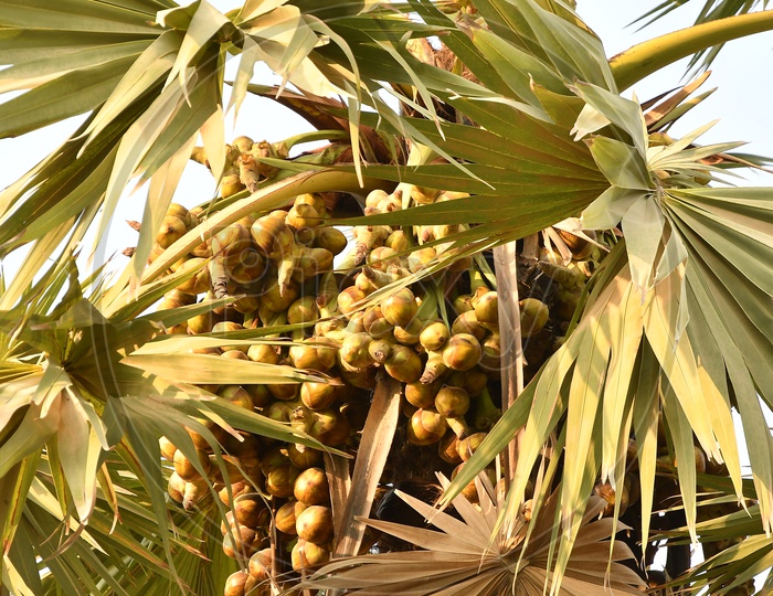 Indian Palmyra Fruits of a Palm Tree