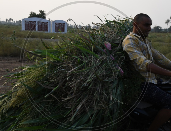 A Farmer Carrying Grass For Cattle in Rayapudi