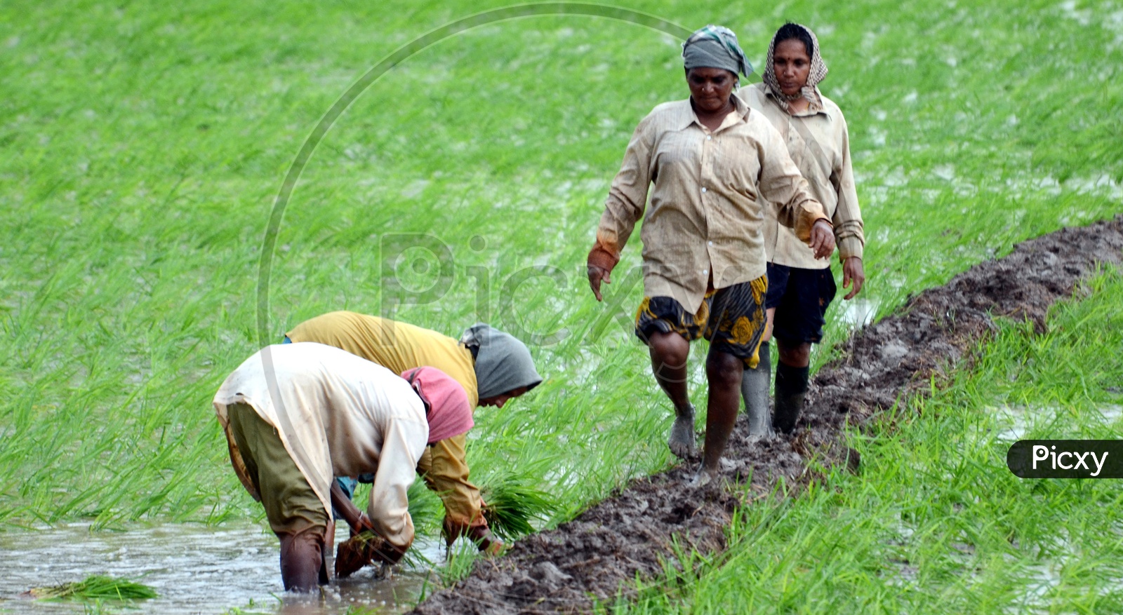 Indian Woman  Farmers Working in Paddy Fields