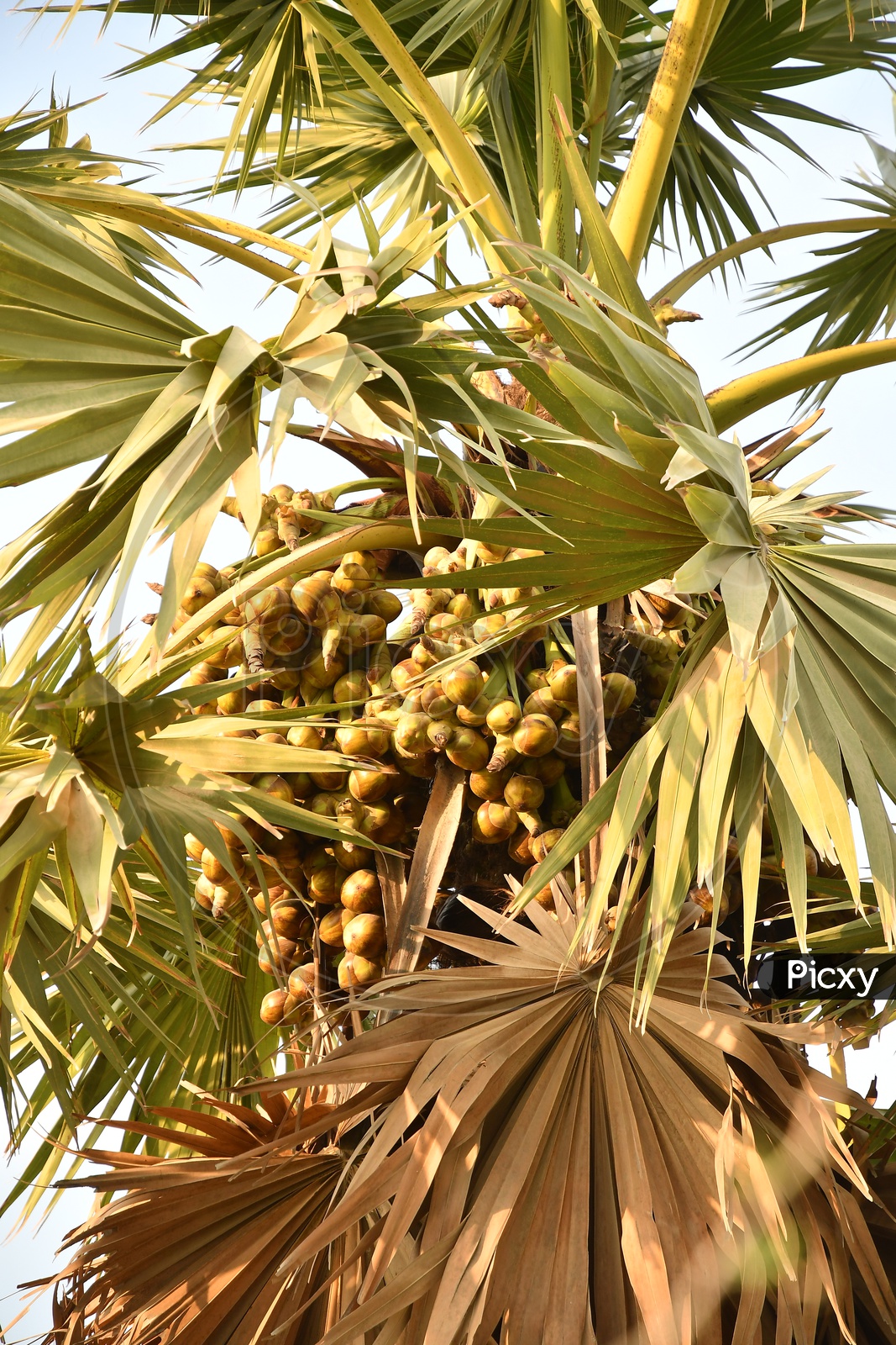 Indian Palmyra Fruits of a Palm Tree