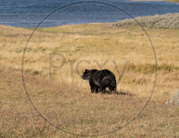 Rear view of the Black Bear in the field
