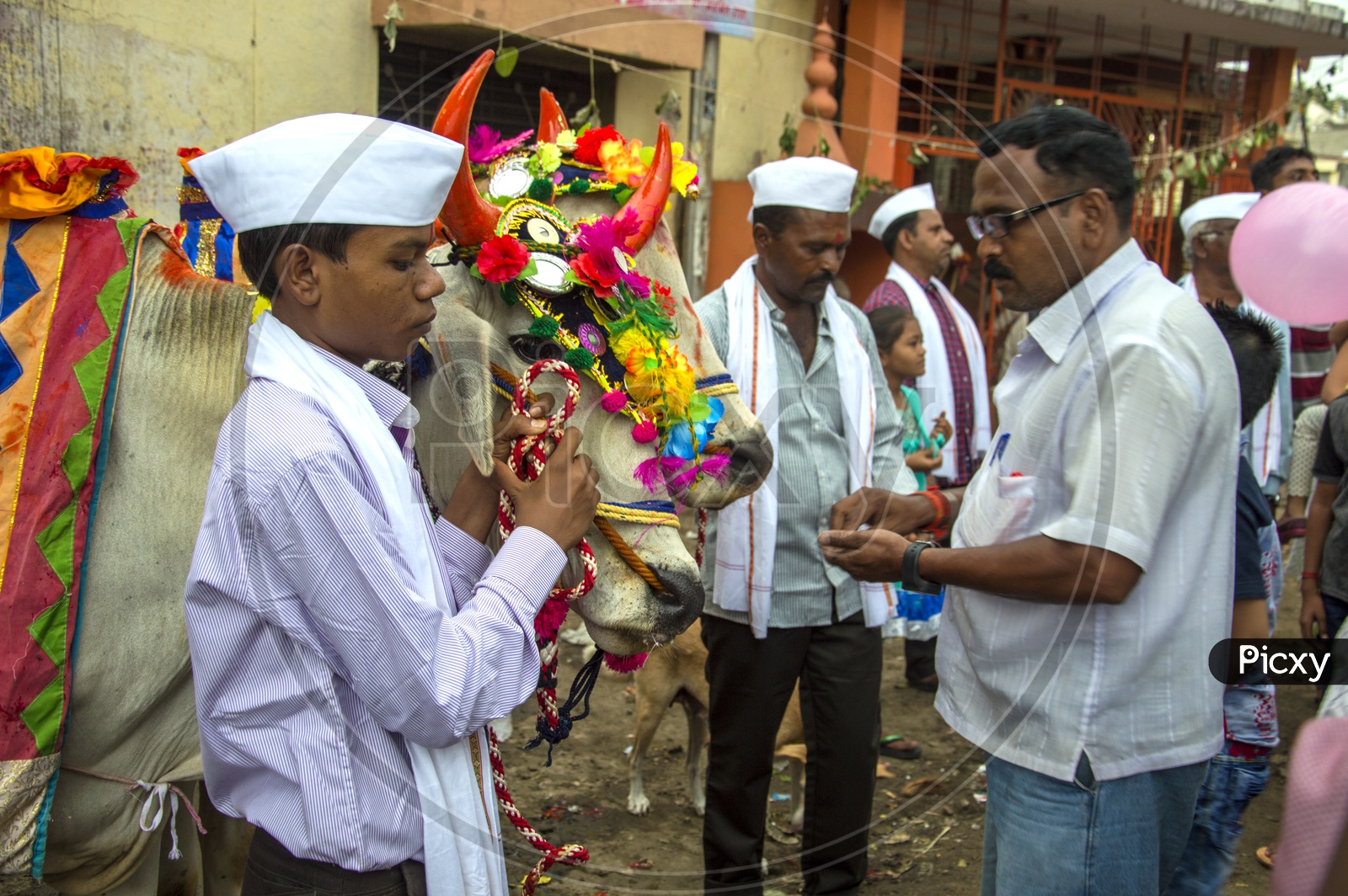 Nagpur Farmers Celebrating Pola Festival by Decorated Bulls on Streets