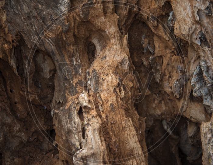Texture Of Dried Tree Stem With Seamless Patterns Closeup Forming a Background