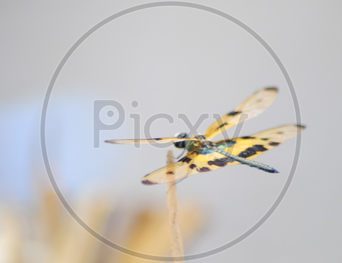 Image of Thooneega.-UV992009-Picxy