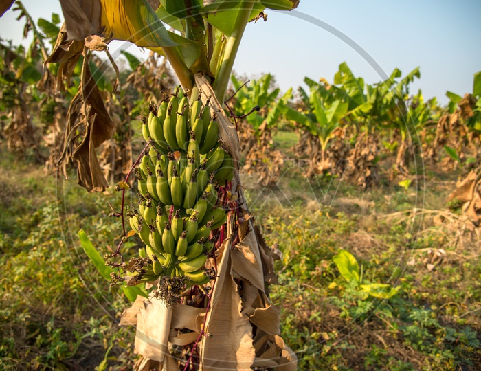 Banana Growing on trees in a Harvesting  Field