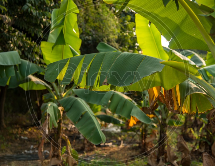 Banana Growing on Trees At a Banana Harvesting Fields
