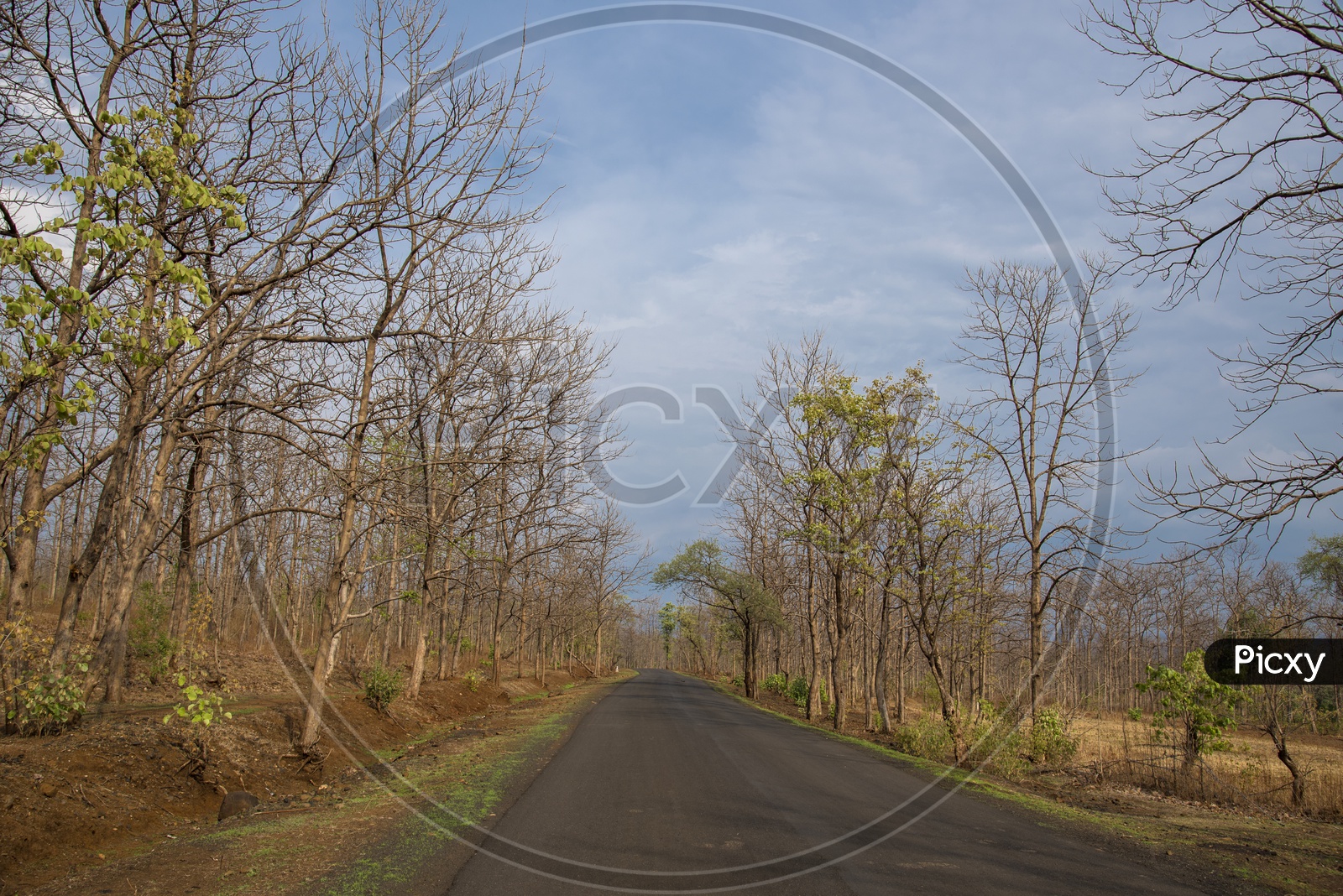Roads In Melghat Tiger Reserve With Dried Leafless Trees on Both Sides