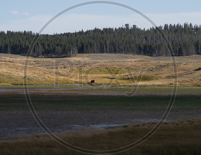 Landscape of Bison grazing in Yellowstone National Park