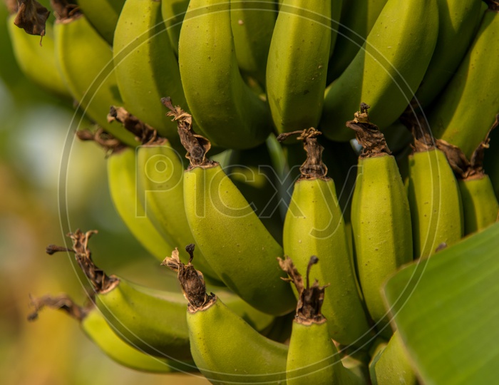 Banana Growing on Trees At a Banana Harvesting Fields