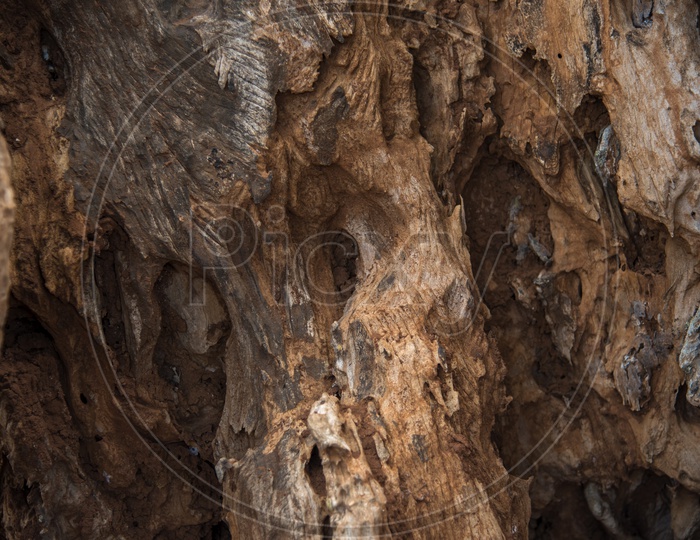 Texture Of Dried Tree Stem With Seamless Patterns Closeup Forming a Background