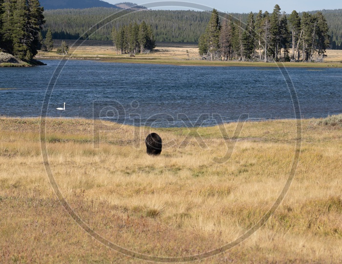 A Black Bear in the field by the lake