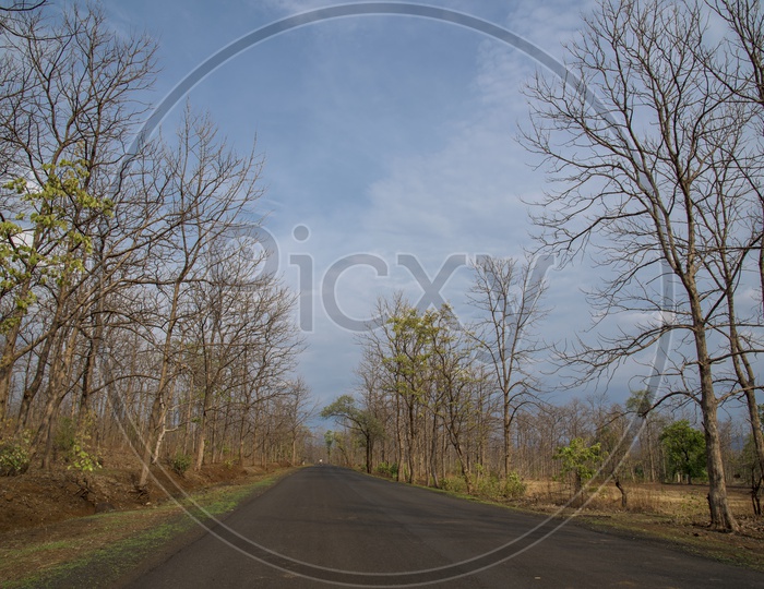 Roads In Melghat Tiger Reserve With Dried Leafless Trees on Both Sides