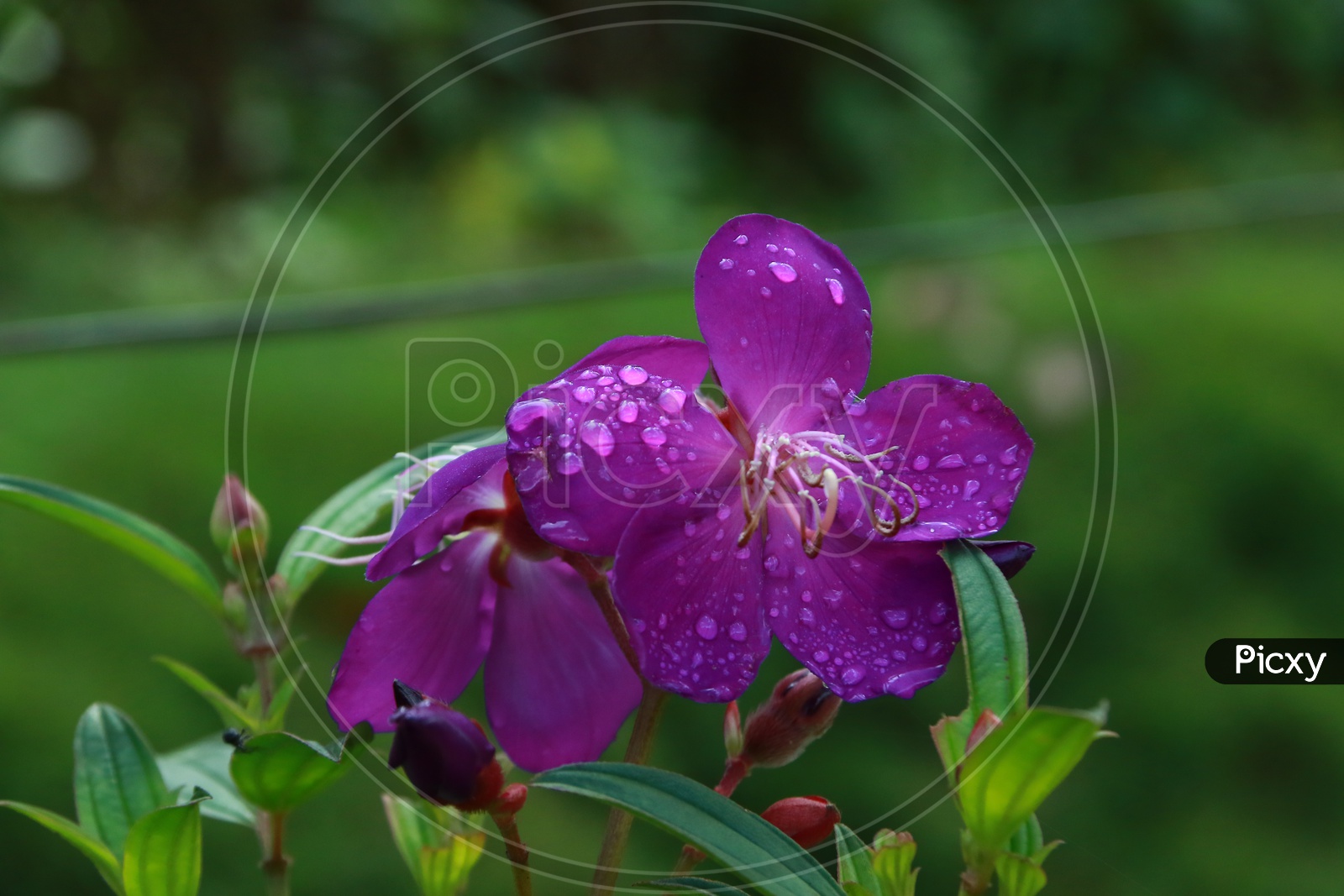 A Purple Rose with Water droplets