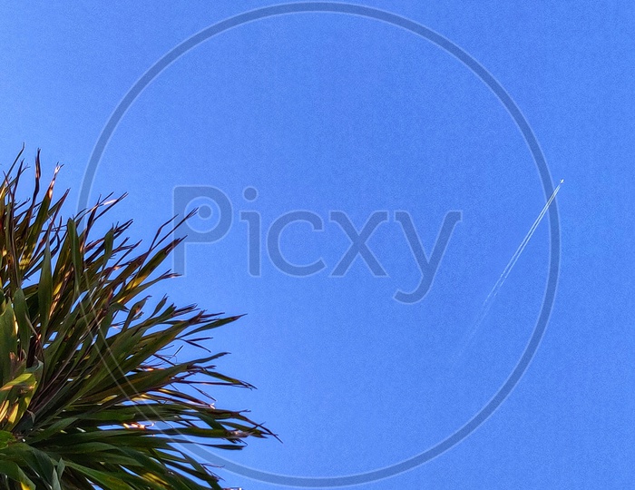 Canopy of a Tree With Blue Sky