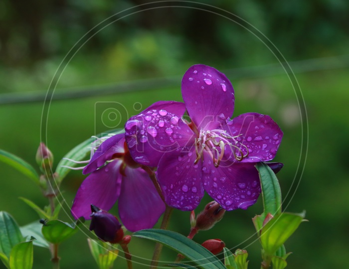 A Purple Rose with Water droplets