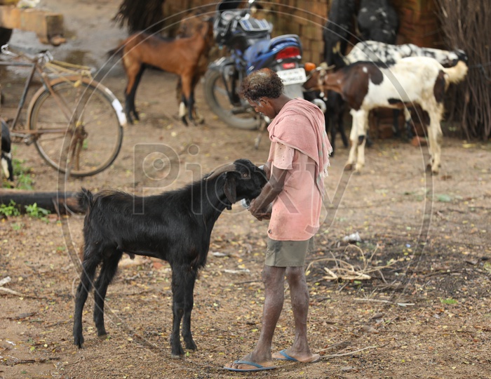 Indian Old Man feeding a goat