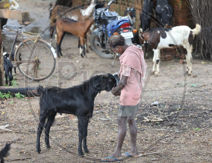 Indian Shepherd feeding a Goat