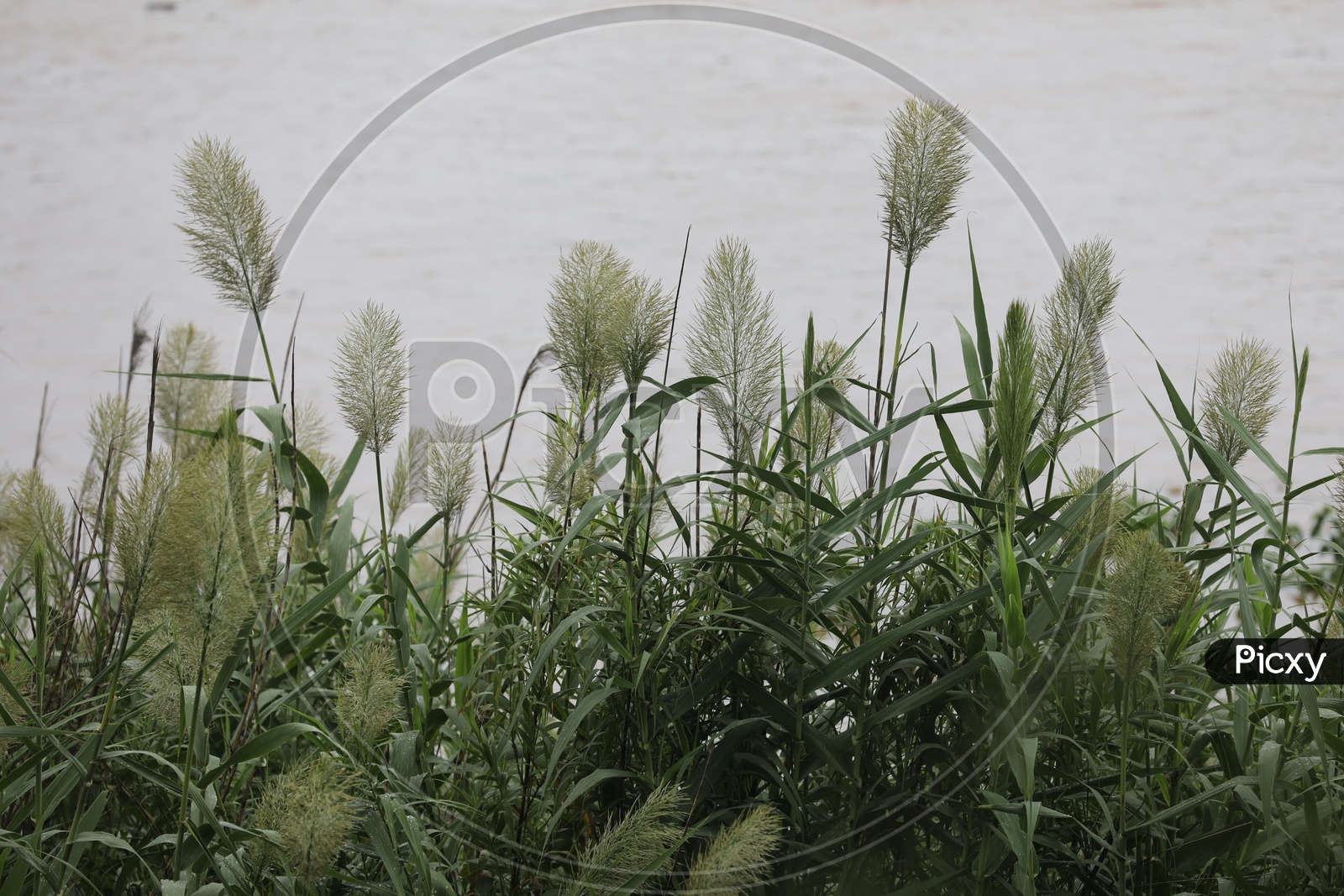 Image of Green Pampas GrassMK822151Picxy