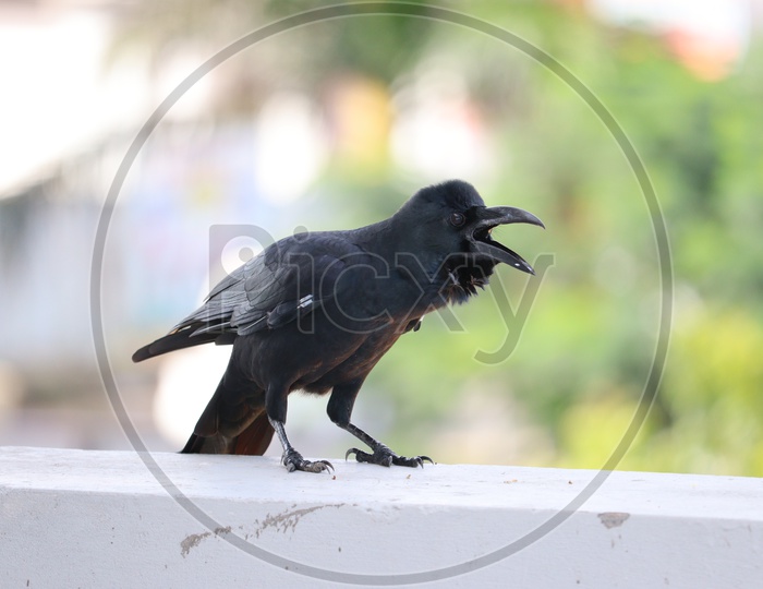 The common raven (Corvus corax) is an all-black passerine bird common in many parts of the world