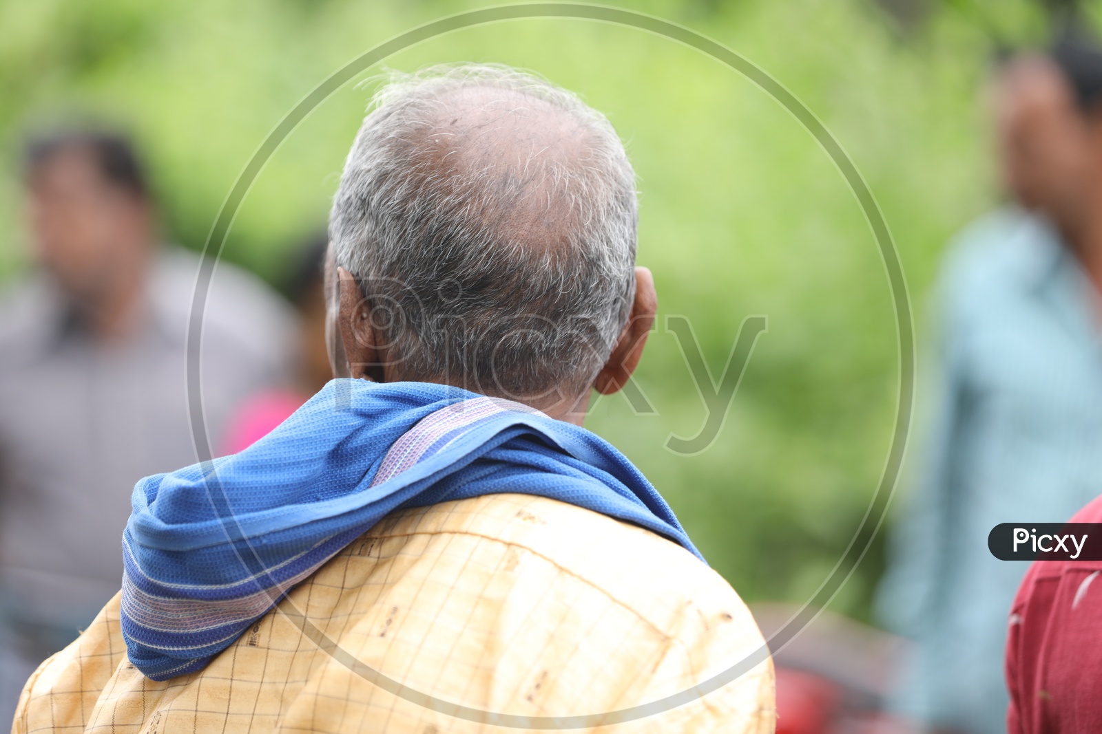 Image of Bald head of Indian Old Man-XO836814-Picxy