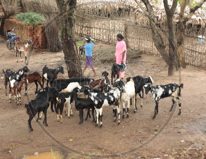 A Goat Livestock in the Village