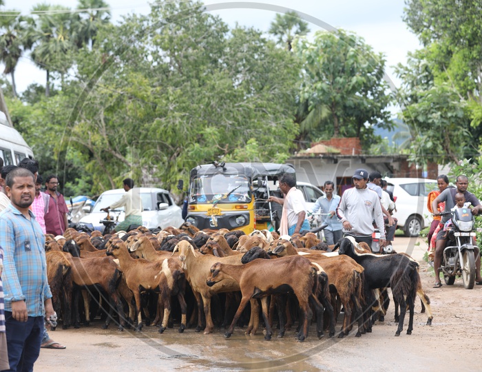 Indian People stuck on the road by the Goat tribe