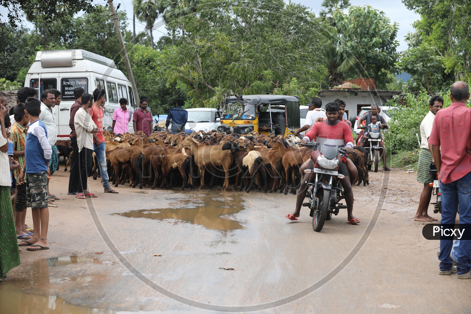 A Goat Tribe blocking the village road