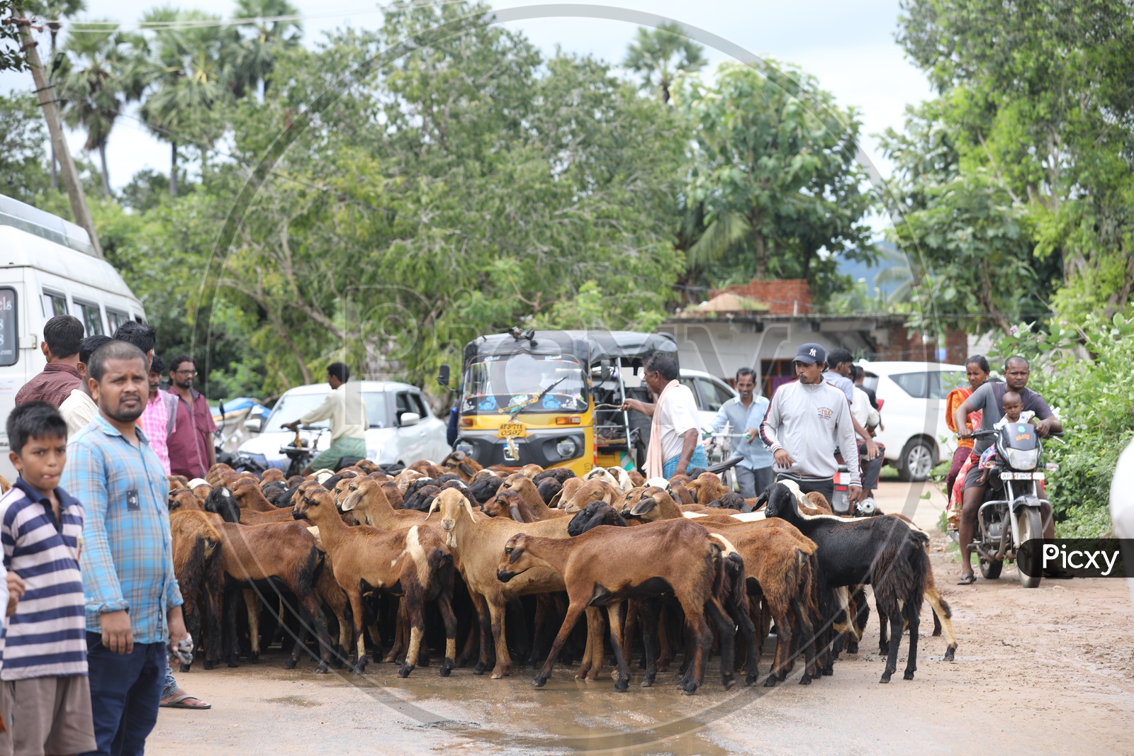 Indian People stuck on the road by the Goat tribe