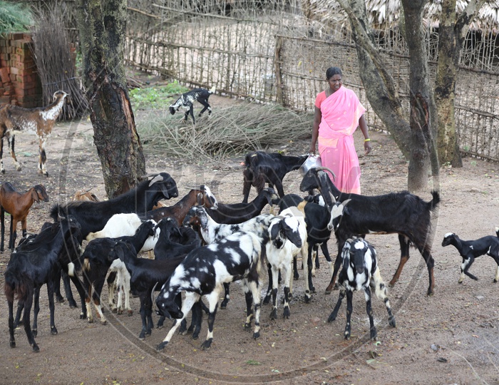 Indian Rural Woman looking after Goat Livestock
