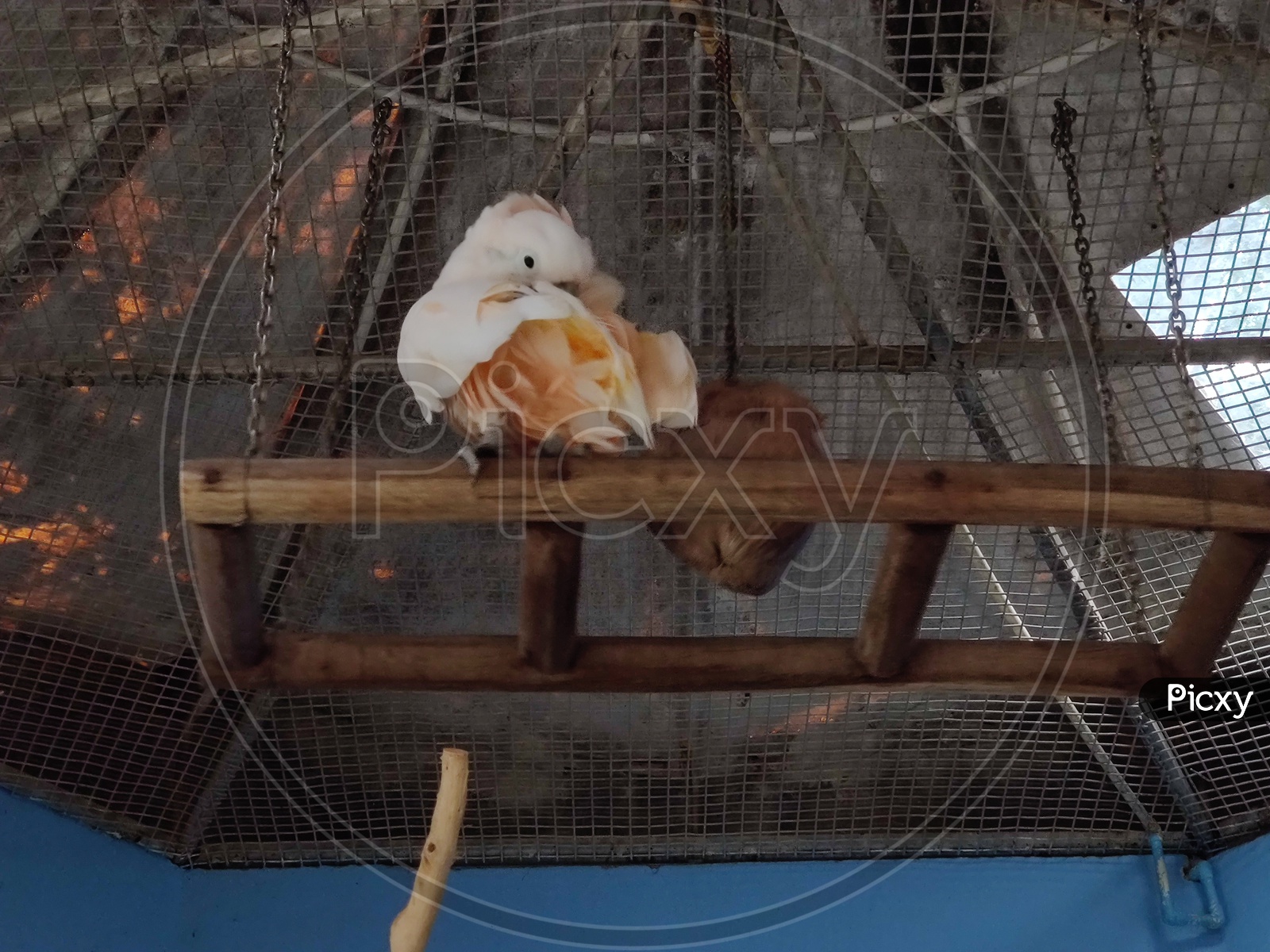 Bird in its cage