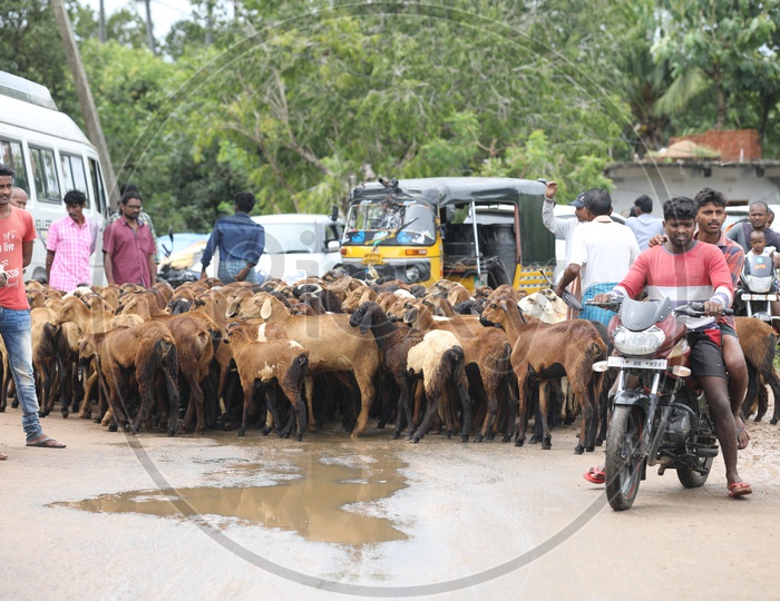 A Goat tribe on a village road
