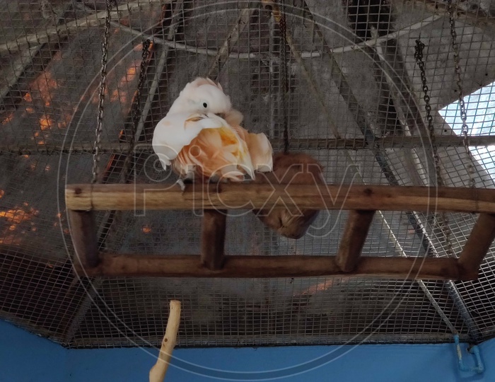 Bird in its cage