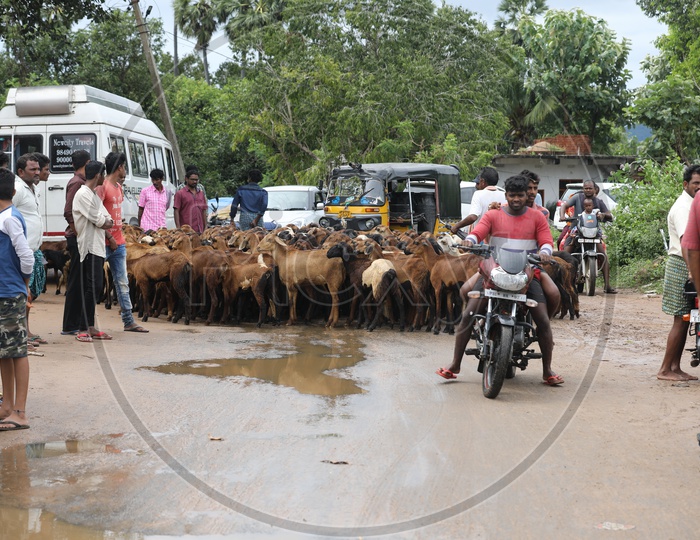 A Goat Tribe blocking the village road