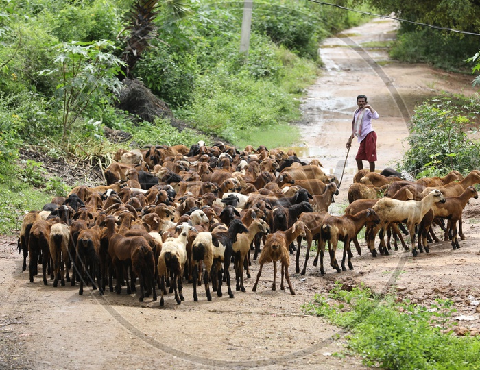 Indian Shepherd in a Village