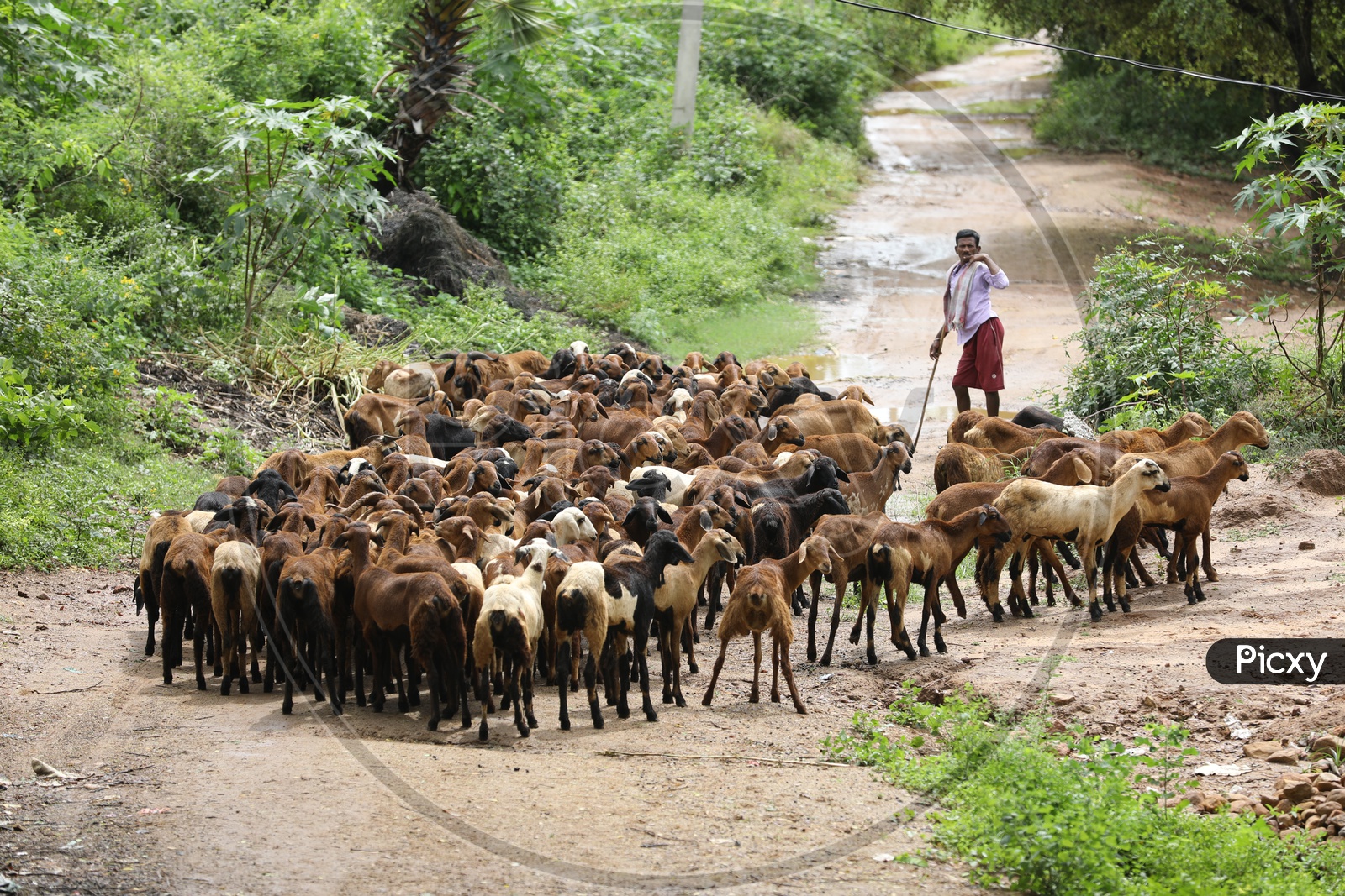 Indian Shepherd in a Village