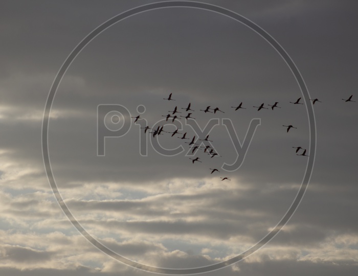 Birds Flying As a Group With a Formation Over Sunset Sky With Clouds In Background
