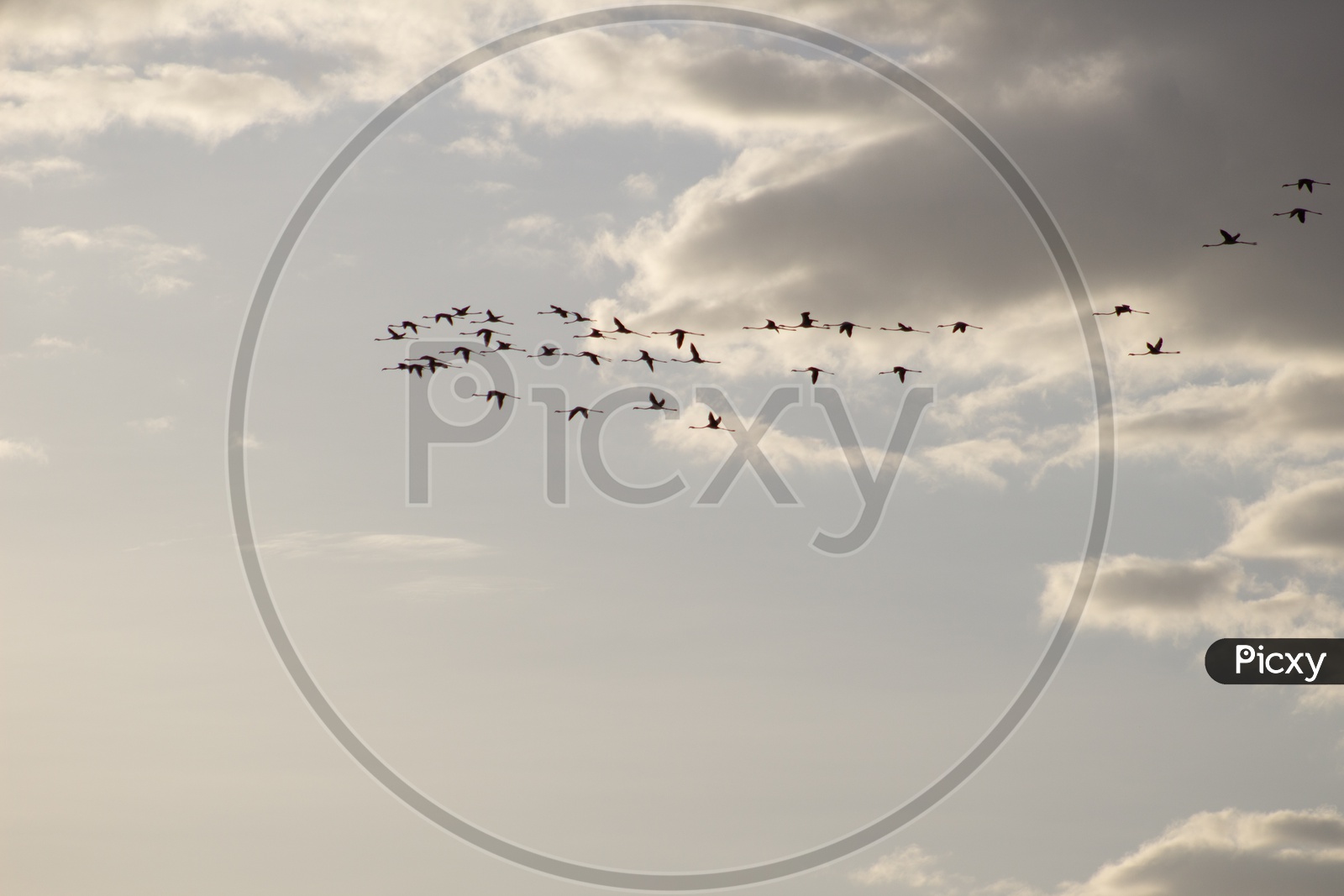 Birds Flying As a Group With a Formation Over Sunset Sky With Clouds In Background