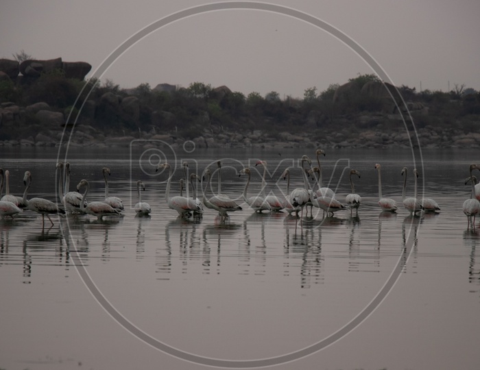 Migratory Flamingo Birds  As a Flock  At Ameenpur Lake In Hyderabad