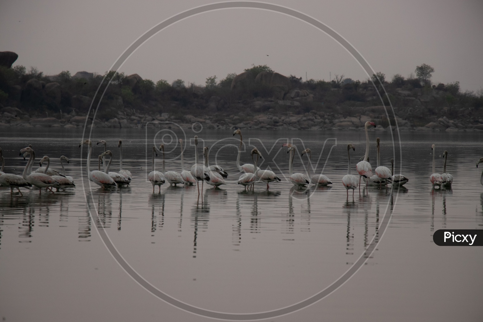 Migratory Flamingo Birds  As a Flock  At Ameenpur Lake In Hyderabad