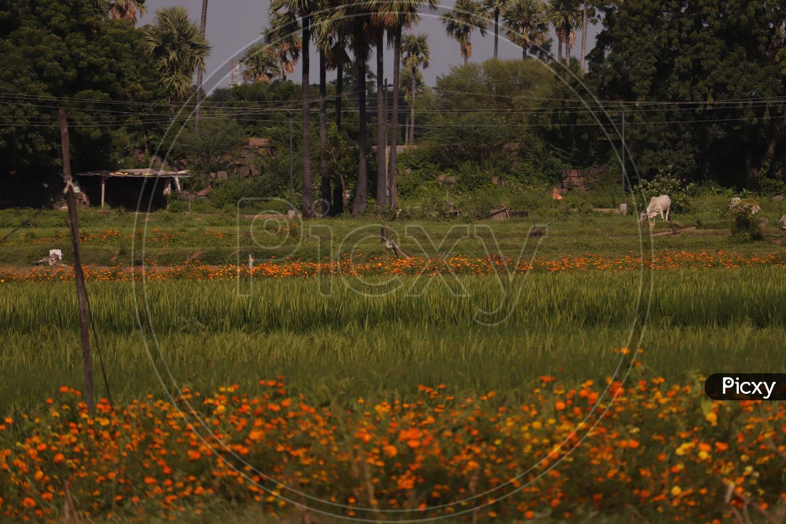 Paddy fields between marigold flowers and raddu plants